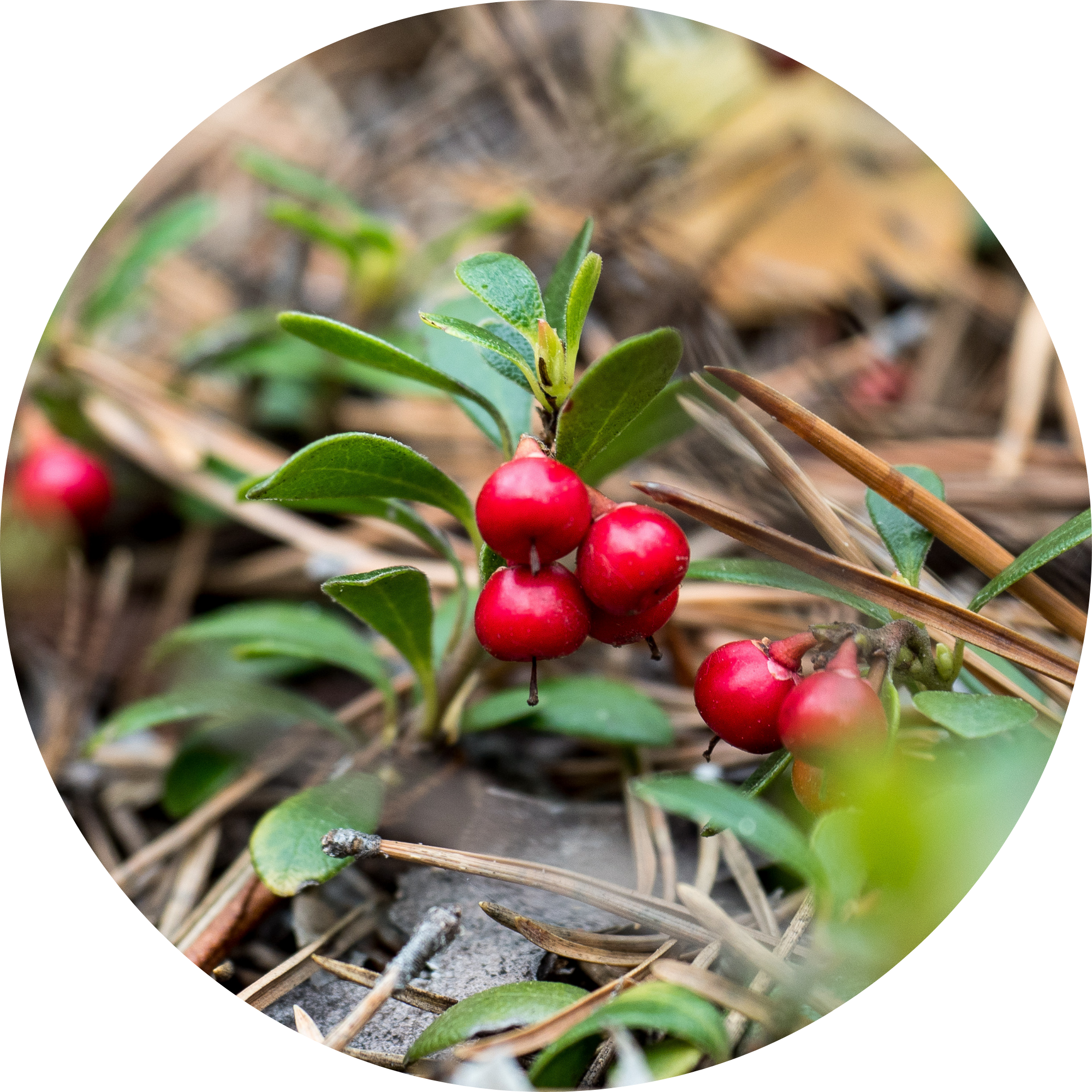 Bearberry Extract