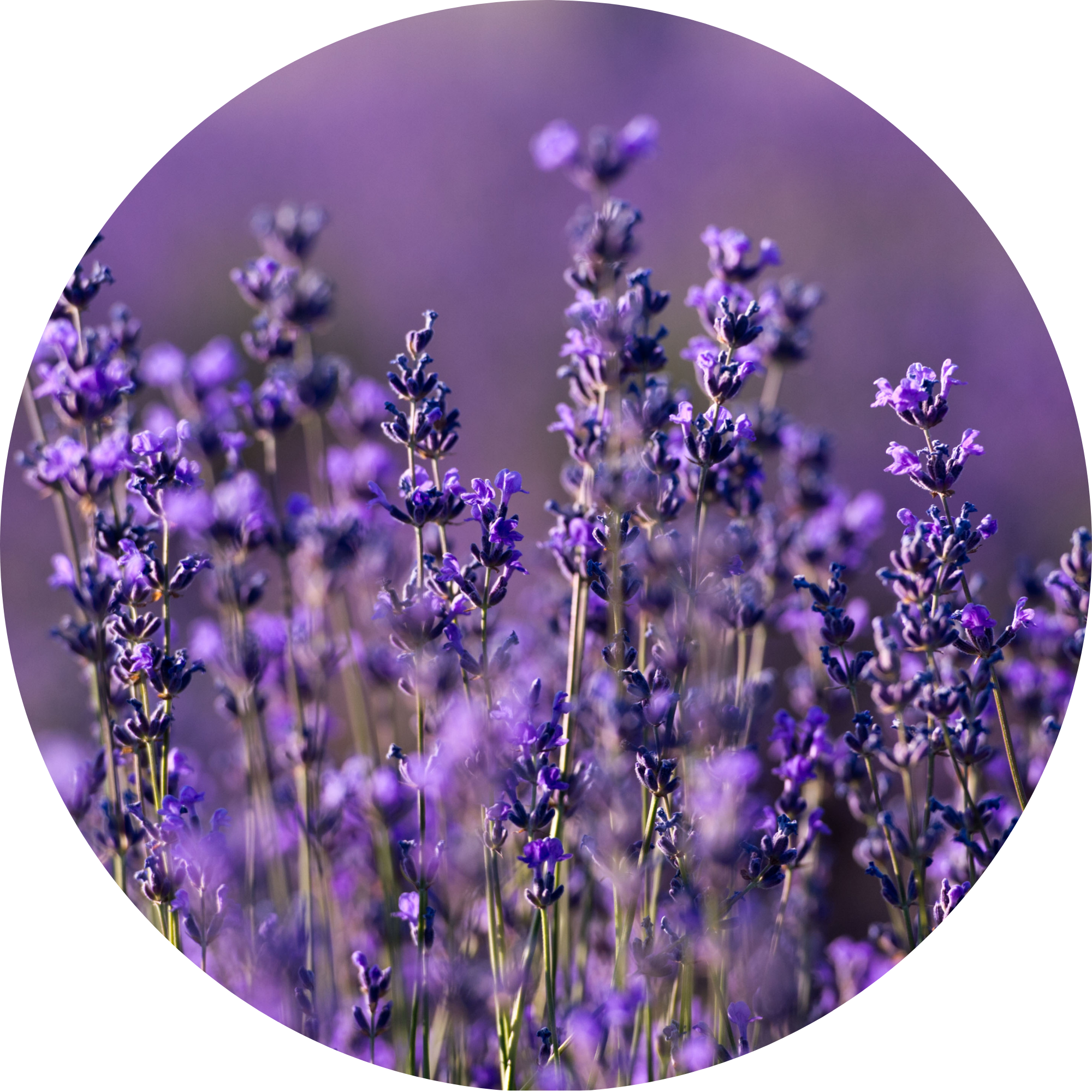 Lavender