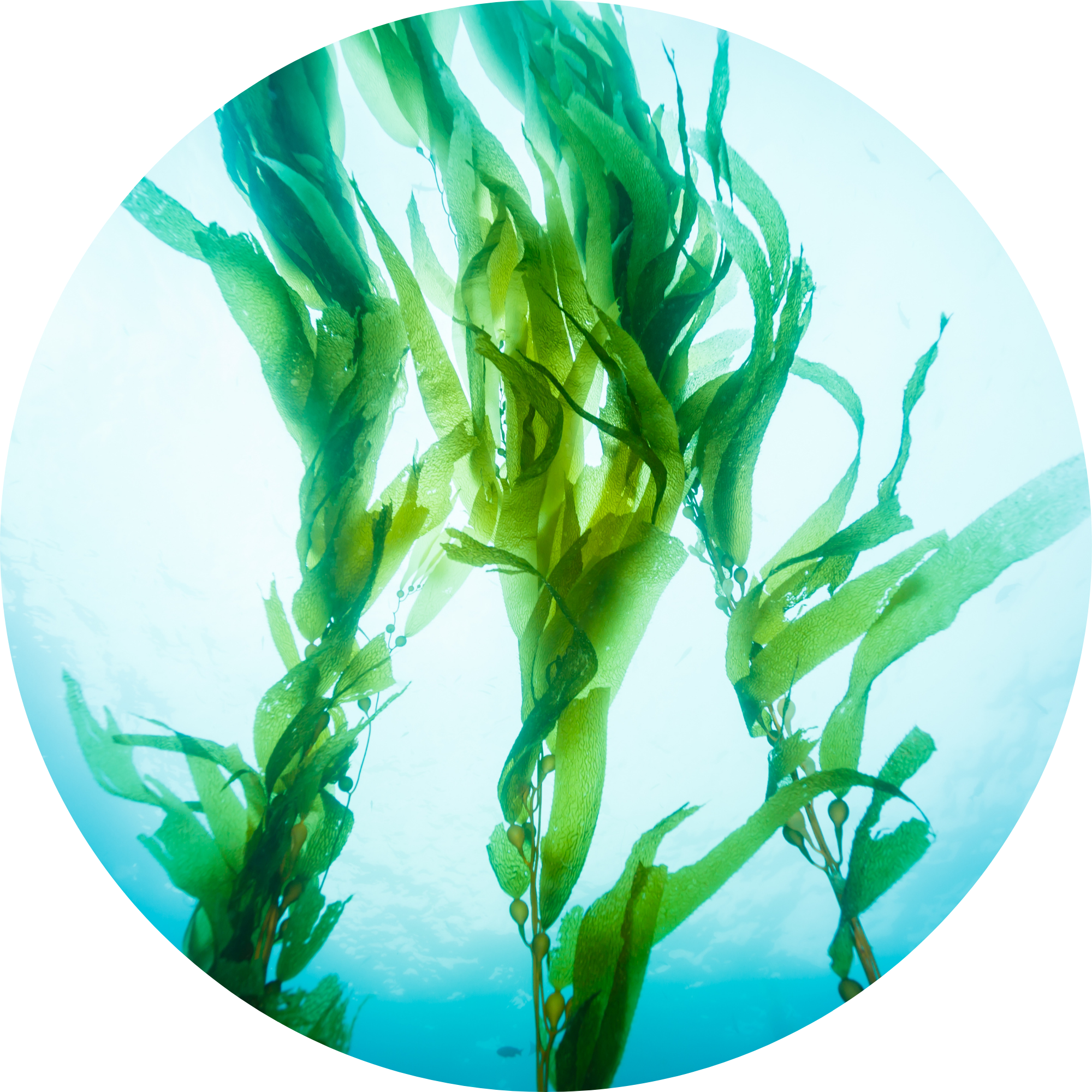 Sea Kelp